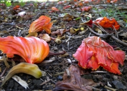 Czerwień także jesienią w roślinach tropikalnych