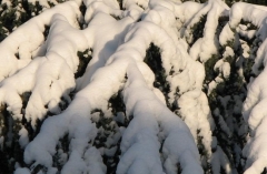 Ciężki śnieg wyłamuje pędy