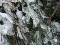 oznaki zimy niekoniecznie korzystne dla roślin