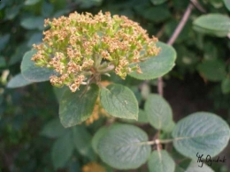 Viburnum carlesii -kalina koreańska