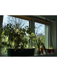 Jak dobrać rośliny zależnie od położenia okna?
