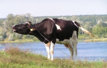 Należy rozmawiać o metanie zwierząt?