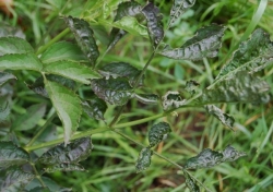 Czarny bez Gerda: fot. M. Modrzewska-Lewczuk