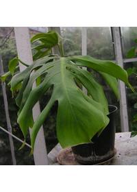 Monstera dziurawa