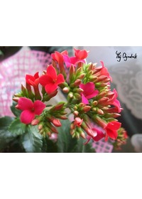 Kalanchoe Blossfelda