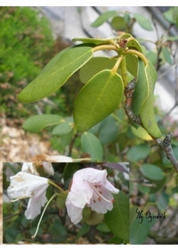 Kalmia szerokolistna