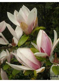 Magnolia Soulange'a