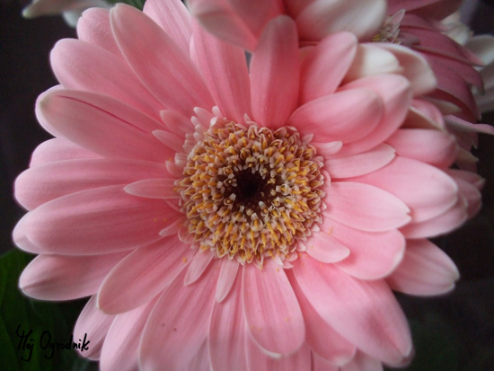 Gerbera