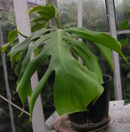 Monstera dziurawa