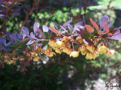 Berberys Thunberga