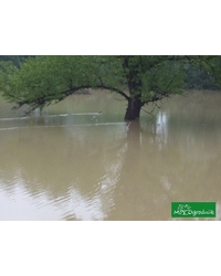 Zieloni o powodzi w Polsce