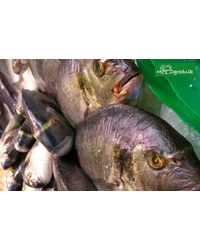 Greepeace ocenia detalistów handlujących rybami