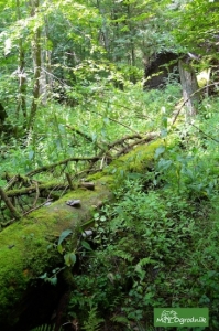 Puszcza Białowieska nie dla biznesu 