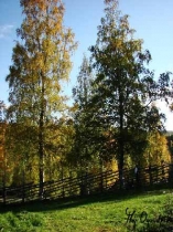Drzewa w Szwecji
